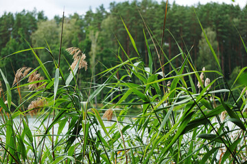 Fototapeta premium Reeds on water's edge