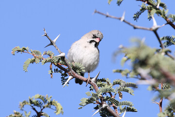 Kgalagadi Transfrontier National Park, South Africa: Scaly-feathered finch