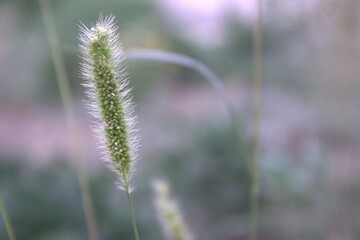 Obraz premium Young spikelets of grass on a well blurred background