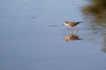 Kruger National Park, South Africa: Three-banded plover