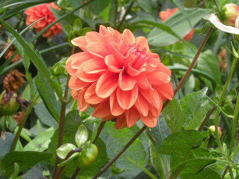 pomarańczowa dalia w zbliżeniu