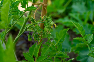 Tomaten wachsen in der Tomatenpflanze