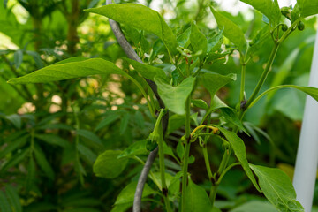 Fototapeta na wymiar Haus Garten wächst Paprika Pflanze