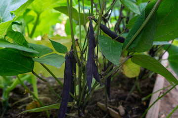 Violette Hülsen von Kidney-Bohnen im Garten