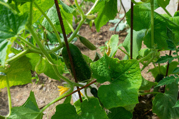 Gurken reifen in der Sonne.