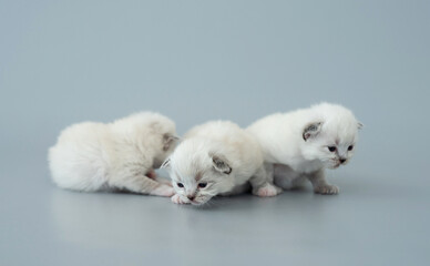 Ragdoll kittens isolated on light blue background