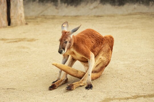 寝ているカンガルー の画像 397 件の Stock 写真 ベクターおよびビデオ Adobe Stock