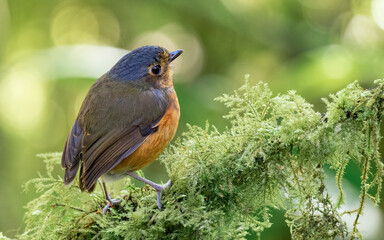 Fototapeta premium Slaty-crowned Antpitta (Grallaricula nana). Strange understory bird perched on mossy branch