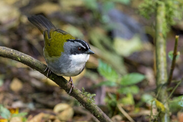 Grey-browed Brush-Finch (Arremon Assimilis). Bird perched on a branch near the undergrowth in the Colombian Andes