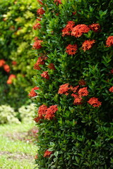 West Indian jasmine (also called ixora, jungle flame, jungle geranium, cruz de Malta) with a natural background