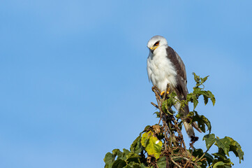White-Tailed Kite (Elanus leucurus). Bird of prey perched on top of a tree looking down