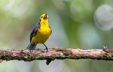 Obraz premium Golden-fronted Whitestart (myioborus ornatus). Bird singing on a small branch with mold and fungus