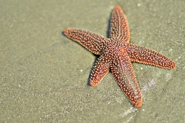 Sea Starfish with Madreporite on the Beach at Tybee Island, Georgia