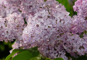 Inflorescences of lilac on branch and green leaves. Beautiful flowering purple flowers of lilac tree (Syringa vulgaris). Blossom in Spring, close up.