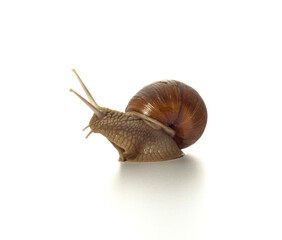 Helix pomatia.Grape snail standing surprised isolated on white background. Macro shot.