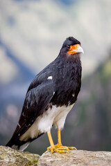 Fauna of Soth America. Wilsd animals and birds in Peru area