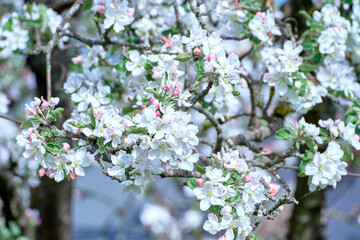 Blooming apple tree twig in springtime on a sunny day.
