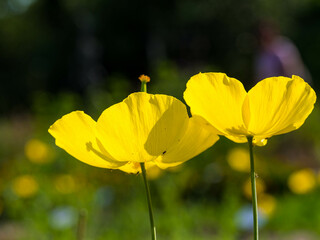 Obraz premium yellow poppy flowers in the garden