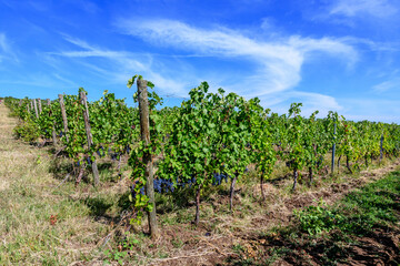 Fototapeta na wymiar Row with large plants with many ripe organic dark black grapes and green leaves in vineyard in a sunny autumn day .