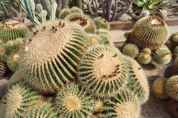 Close-up of cactus in bloom in garden