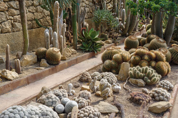 Cactaceae of different species in a garden