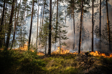 Flammenfront bei Waldbrand