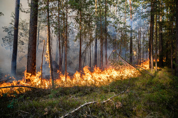 Flammenfront bei Waldbrand
