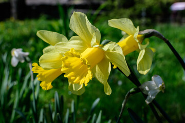 Group of delicate yellow daffodil flowers in full bloom with blurred green grass, in a sunny spring garden, beautiful outdoor floral background.