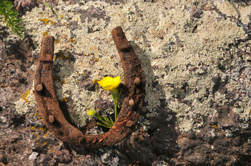 Rusty horseshoe lying on stone. Sunny spring day. Happiness concept. Symbol.
