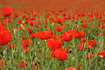 Large field of red poppies on a sunny day. Vivid poppy field. Spring field. Copy space. Cover design. Beautiful landscapes. field of flowering poppies in May.