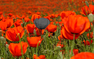 Obraz premium Red blooming poppy field with one black poppy. Loneliness concept. Depression. Hopelessness. A foe among his own.