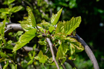 Small flower buds and green leaves of wild mulberry tree, also known as Morus tree, in a spring garden in a cloudy day, natural background.