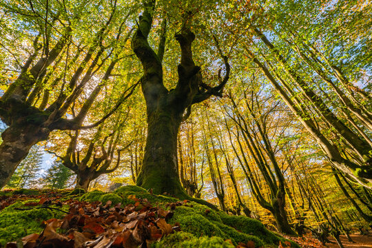 The falling leaves colors the autumn season in the forest. Otzarreta forest, Gorbea Natural Park, Bizkaia, Spain