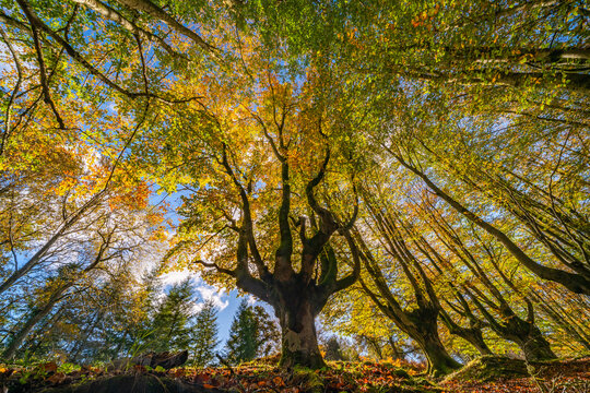 Mysterious Otzarreta forest. Gorbea natural park, Basque Country, Spain