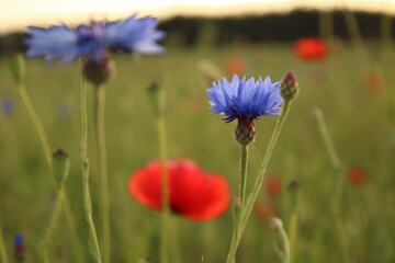 Blue flowers at golden hour in the field.