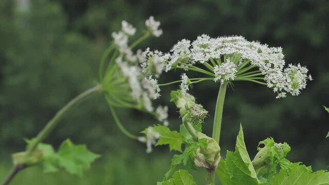 Giant hogweed against with large white flowers, heracleum manteggazzianum. Dangerous allergic cow parsnip plant growing in field. Poisonous heracleum grass inflorescence.