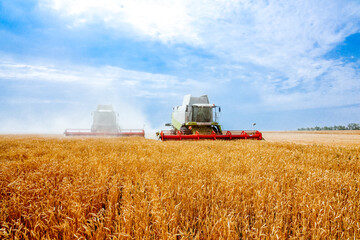 Fototapeta premium Grain harvesters working in wheat and rye field. Agriculture background. Harvest season