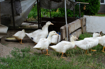Group of ducks