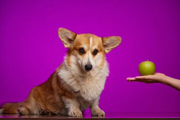 A sad Welsh Corgi dog doesn't want to eat a green apple from a human hand. Apples in the puppy's diet. The dog is isolated on a purple background. Healthy lifestyle. Ad space.