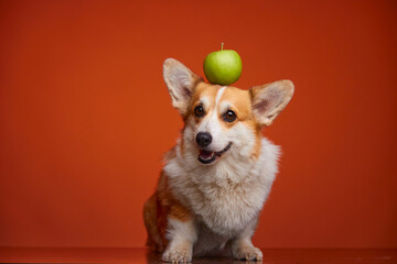 A happy Welsh Corgi Pembroke dog is holding a green apple on her head. The dog and the apple are isolated on an orange background. Apples in the puppy's diet. Healthy Lifestyle.