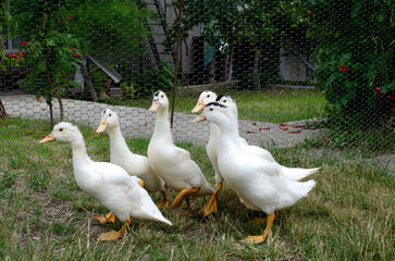 Group of ducks