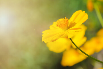 yellow cosmos flowers in the morning