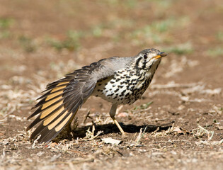 Groundscraper Thrush, Psophocichla litsitsirupa