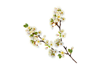 Fototapeta na wymiar Flowering branch of apple isolated on a white background.