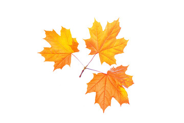 Bright colorful autumn leaves. nature