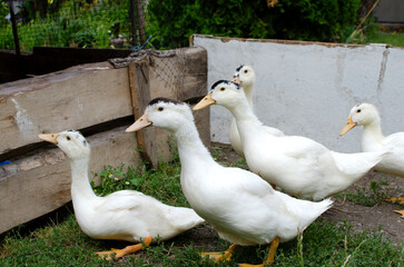 Group of ducks	