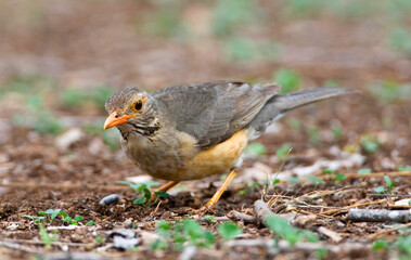 Kurrichane Thrush, Turdus libonyana