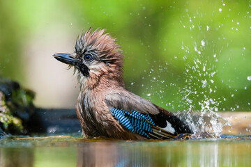 Gaai, Eurasian Jay, Garrulus glandarius