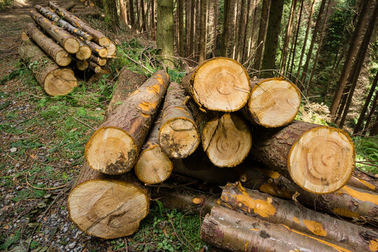 trabajos forestales,Parque Natural de Pagoeta, Guipuzcoa, Euzkadi, Spain