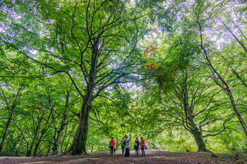 Fototapeta premium nacedero del rio Urederra, parque natural de Urbasa-Andia,comunidad foral de Navarra, Spain